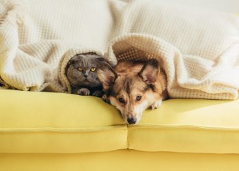 Is Your Pet Feeling Stressed? Recognizing the Signs and Solutions