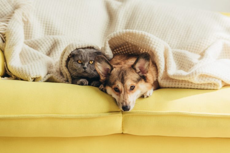 Is Your Pet Feeling Stressed? Recognizing the Signs and Solutions