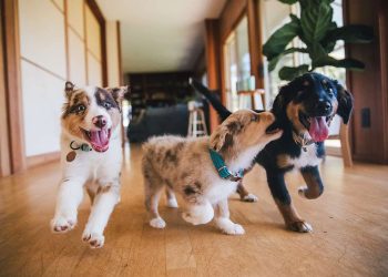 Training vs. Socialization: Which Does Your Pet Need More?