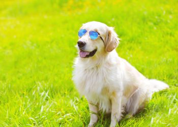 How to Manage Your Pet’s Weight for Long-Term Health