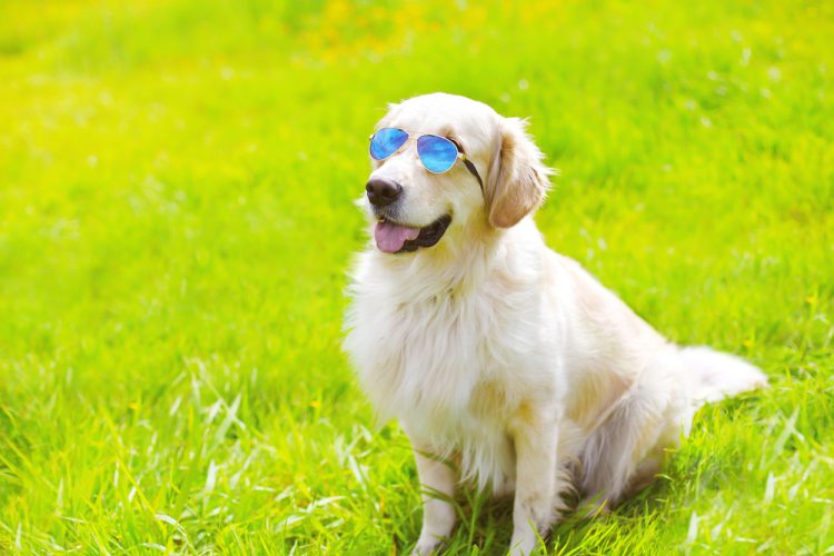 How to Manage Your Pet’s Weight for Long-Term Health