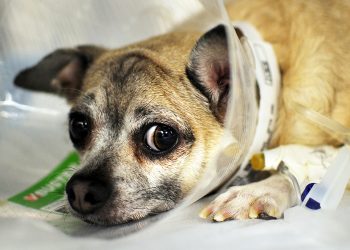 When to Call the Vet: Recognizing Emergency Symptoms in Pets