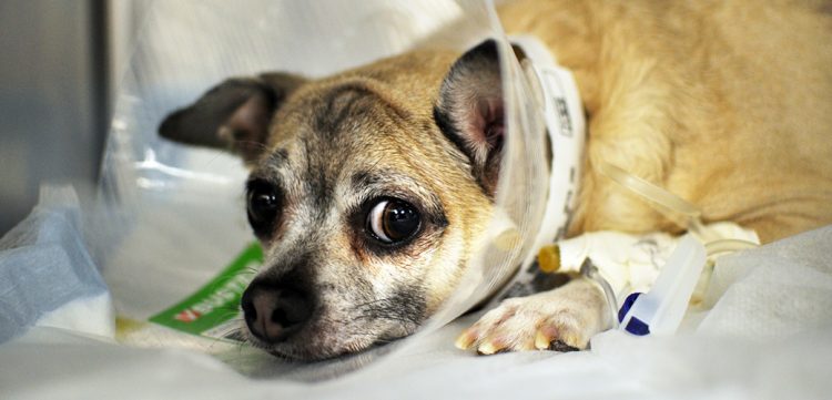 When to Call the Vet: Recognizing Emergency Symptoms in Pets