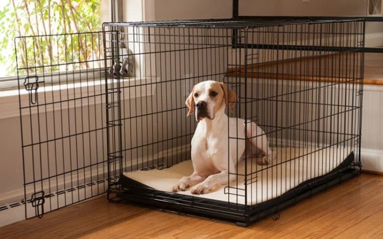 How to Crate Train Your Pet: A Step-by-Step Guide