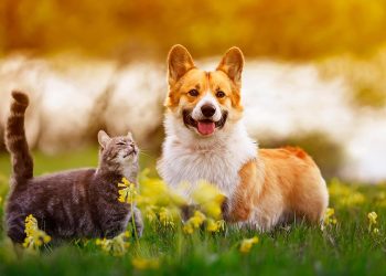 How to Determine if My Pet is Healthy?