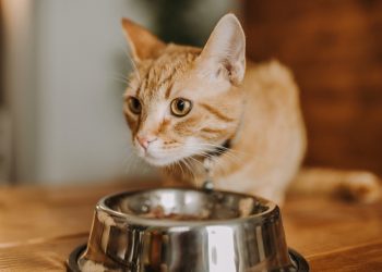 Is Raw Feeding Really Healthier? What Do Pet Nutrition Experts Say About Its Pros and Cons?