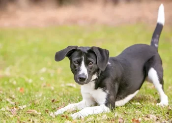 Decoding Pet Body Language: What Is Your Pet Trying to Tell You?