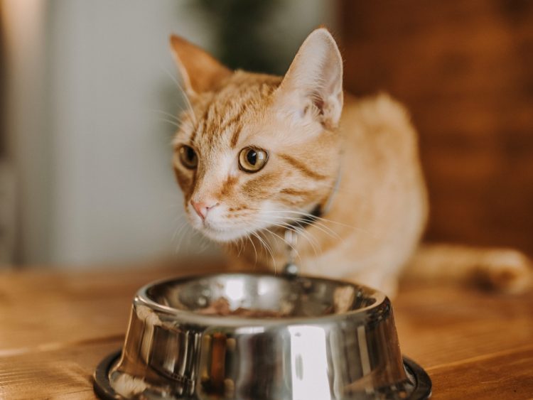 Is Raw Feeding Really Healthier? What Do Pet Nutrition Experts Say About Its Pros and Cons?