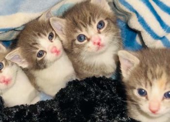 Choosing the Right Grooming Tools for Your Pet