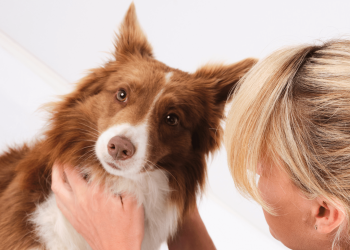 The Role of Flea and Tick Prevention in Pet Health