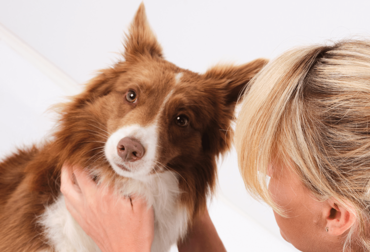 The Role of Flea and Tick Prevention in Pet Health