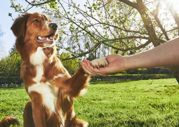 Basic Commands: How to Teach Your Pet the Essentials