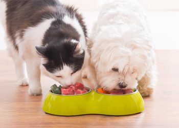 How Can Diet Impact Your Pet’s Gut Health?