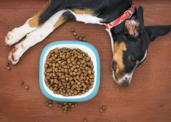Understanding Pet Food Labels: What Nutrients Matter Most?