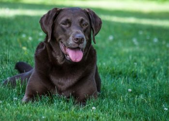 How to Spot Early Signs of Common Pet Diseases