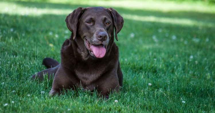 How to Spot Early Signs of Common Pet Diseases