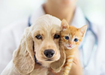Understanding Pet Vaccinations: What They’re For and Why They Matter