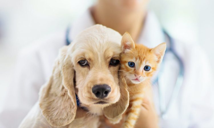 Understanding Pet Vaccinations: What They’re For and Why They Matter