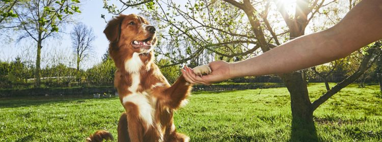 Basic Commands: How to Teach Your Pet the Essentials
