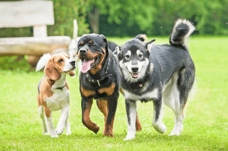 The Science Behind Pet Behavioral Issues