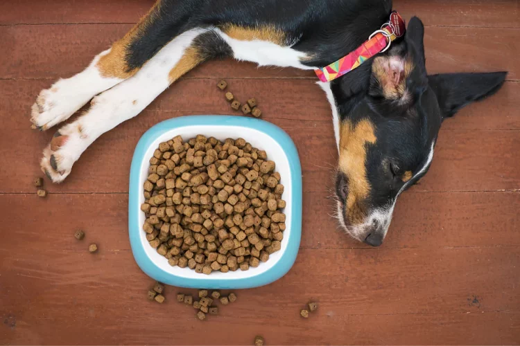 Understanding Pet Food Labels: What Nutrients Matter Most?