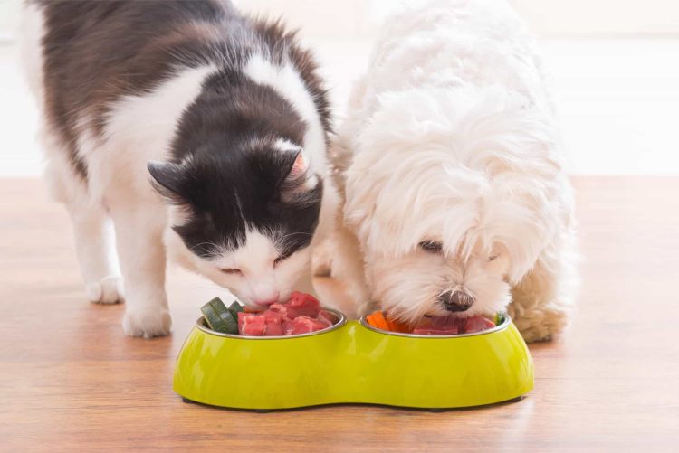 How Can Diet Impact Your Pet’s Gut Health?