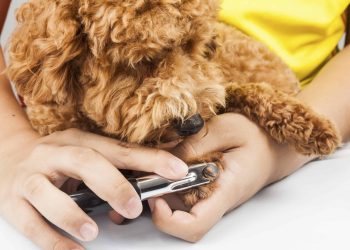 The Importance of Nail Trimming for Pets