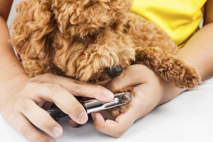 The Importance of Nail Trimming for Pets