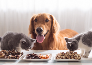 Can Dogs and Cats Share the Same Food?
