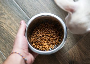 How to Identify Food Intolerance in Pets? What Should Pet Owners Do to Adjust Their Feeding Plan?