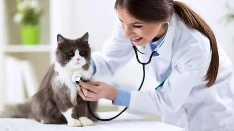 How to Tell if Your Pet Needs to See a Veterinarian