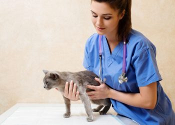 Why Does My Pet Keep Getting Sick and What Should I Do About It?