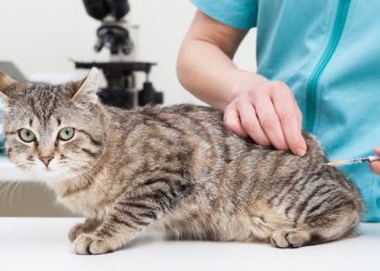 What to Do After Your Pet Gets Vaccinated: Key Things to Keep in Mind