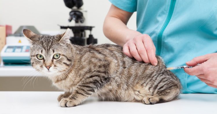 What to Do After Your Pet Gets Vaccinated: Key Things to Keep in Mind