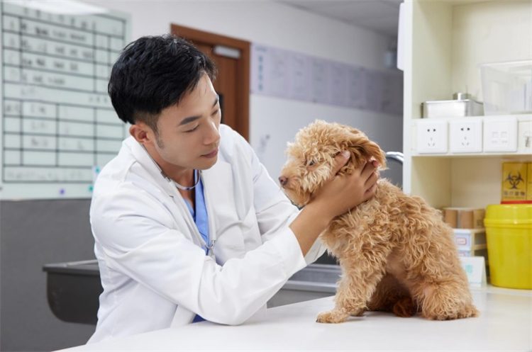 Common Diseases That Can Affect Your Pet’s Health