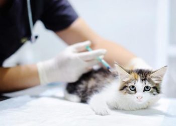 Can You Revaccinate Your Pet After Their Vaccines Have Expired? Does It Affect Their Health?