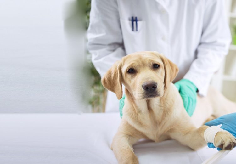 How to Perform Basic Health Checks for Your Pet