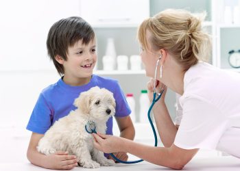 How to Determine if Your Pet Has a Skin Condition and What Treatment Is Necessary