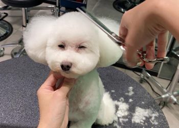 How Often Should You Trim Your Pet’s Hair?