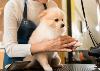Why Do Pets Need Regular Grooming? What Are the Benefits?