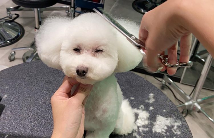 How Often Should You Trim Your Pet’s Hair?