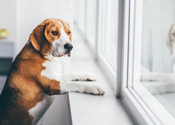 How to Alleviate Your Pet’s Separation Anxiety Through Behavior Training: Practical Tips Revealed!