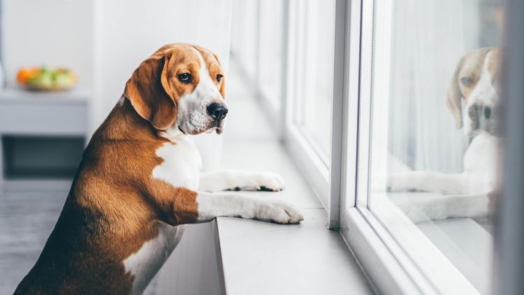 How to Alleviate Your Pet’s Separation Anxiety Through Behavior Training: Practical Tips Revealed!
