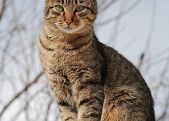 What Nutrients Should Be Considered in a Cat’s Diet?