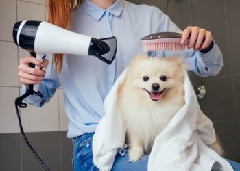 How to Choose the Right Bathing Products for Your Pet?