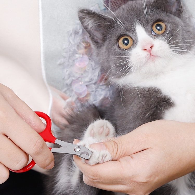 What to Pay Attention to When Cutting Your Pet’s Nails: How to Avoid Injuring Them