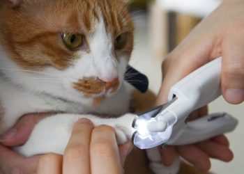 Precautions to Take When Trimming Your Pet’s Nails