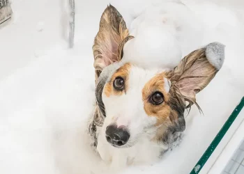 How Often Should You Bathe Your Pet? Does Over-Bathing Affect Their Health?