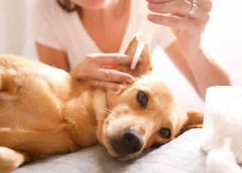 How to Handle Your Pet’s Eye Discharge and Ear Wax? Do They Need Regular Cleaning?