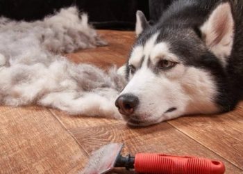 How to Deal with Your Pet’s Shedding Problem